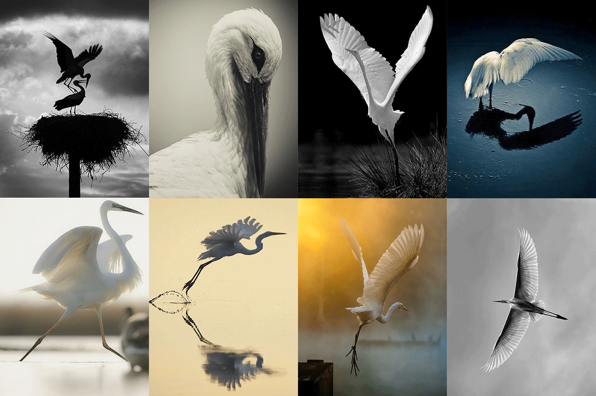 Storch