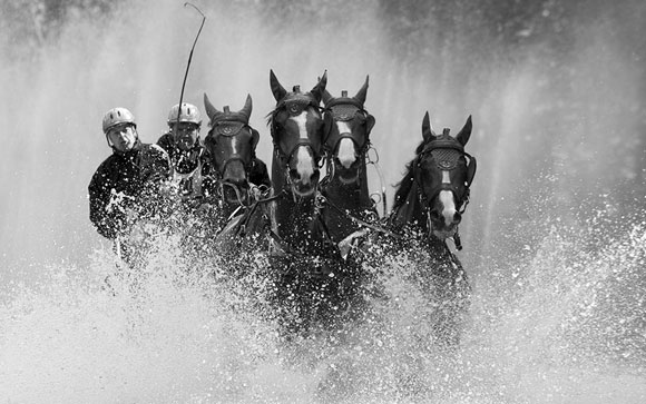 Horses