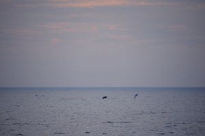 DSC_6678Bs
